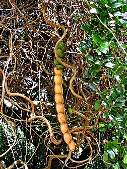 les graines d'Entada proviennent d'une plante sub tropicale